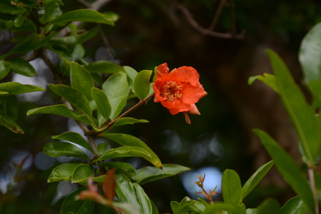 Pomegranate flowersの写真素材