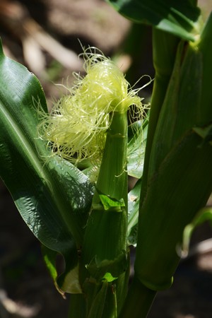 Corn cultivation and growth