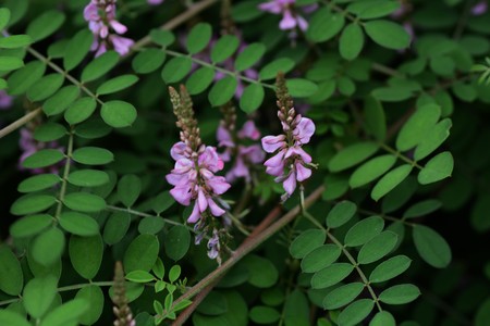 Indigofera pseudotinctoriaの写真素材