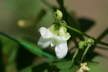 Kidney bean cultivationの写真素材