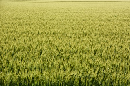 Wheat field