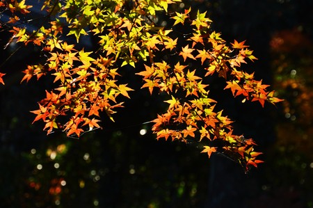 Autumn leaf seasonの写真素材