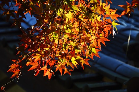 Autumn leaf season