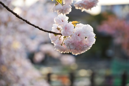 The double cherry blossoms and paper lanternsの写真素材