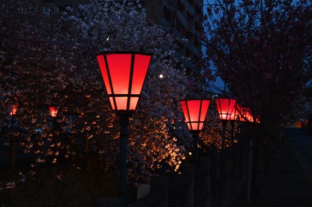The double cherry blossoms and paper lanternsの写真素材