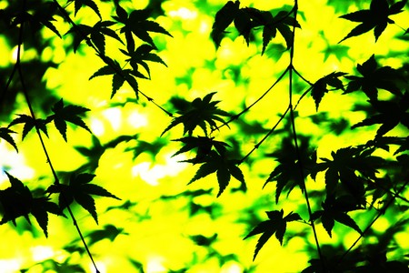 Fresh green leavesの写真素材