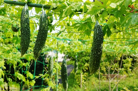 Healthy vegetablesの写真素材