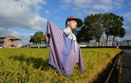 The harvest season and Rice cultivationの写真素材