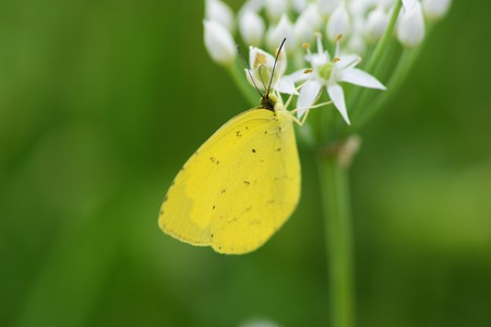 Insects in Chinese chive flowersの写真素材