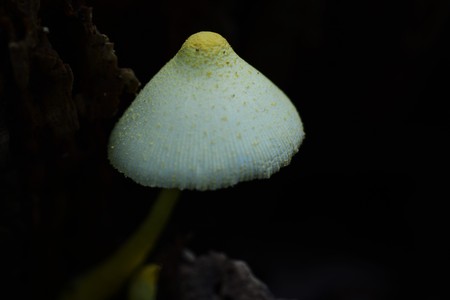 Leucocoprinus birnbaumii (mushrooms) at the forest, closeup