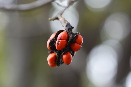 Nuts of magnolia kobusの写真素材