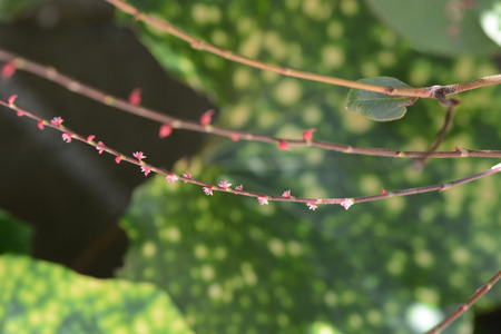 Persicaria filiformis flowers, closeupの写真素材