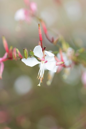 Gaura flowersの写真素材