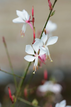 Gaura flowersの写真素材