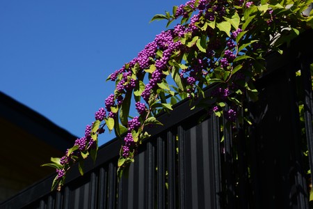 Japanese beauty berryの写真素材