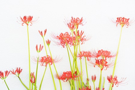 Background/Red spider lilyの写真素材