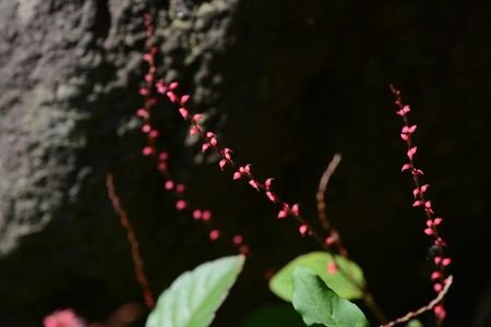 Persicaria filiformis flowers