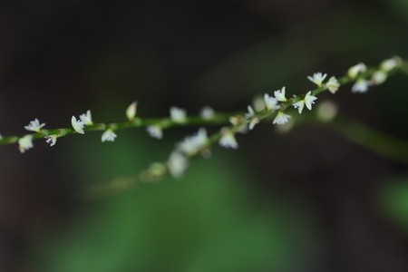 White persicaria filiformisの写真素材