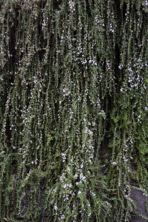 Rosemaryの写真素材