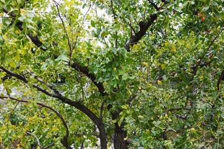 Jujube (Chinese date)