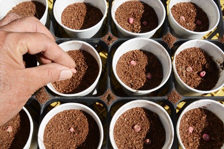 Planting seeds of pea and Kitchen gardenの写真素材