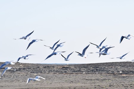 Black-headed gulls flock on the beachの写真素材