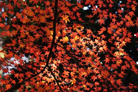 Breathtaking beauty Japanese autumn leaves