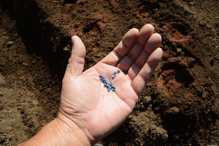 Radish cultivationの写真素材
