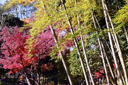 Autumn leaves in the Japanese natural park