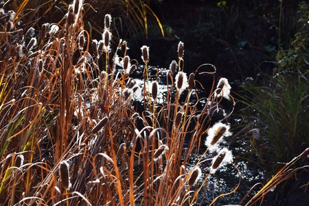 Ear of Cattail silhouette