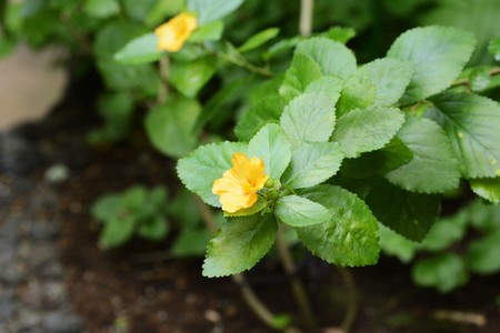 Royal Hawaiian Lei flowerの写真素材