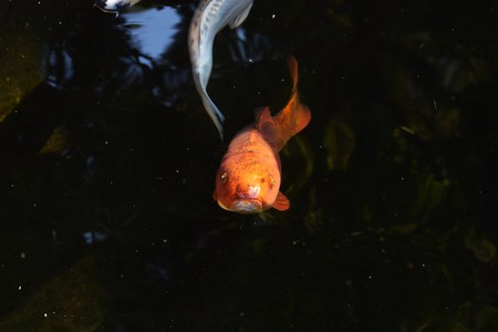Vari colored carp in the pondの写真素材