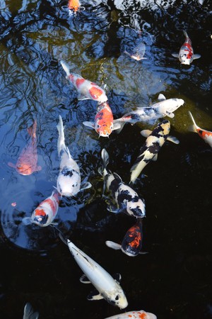 Vari colored carp in the pondの写真素材