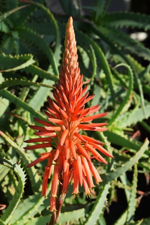 Aloe arborescens flowersの写真素材
