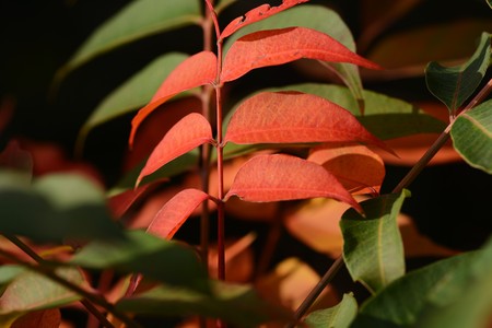 Autumn leaves of the Wax tree