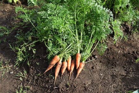 Carrot harvestの写真素材