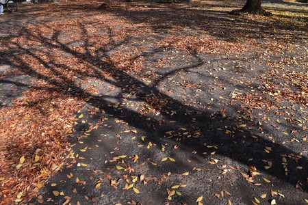 Fallen leaves