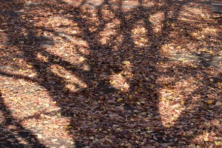 Fallen leaves