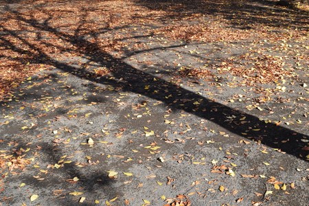 Fallen leaves