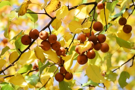 Wild Japanese pear