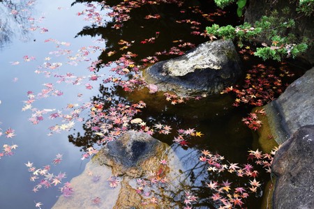 The peak of the autumn leaves in Japan
