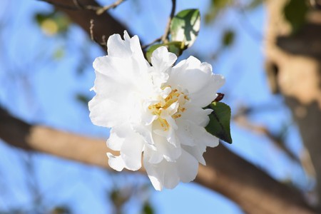 Flowers of Sasanquaの写真素材