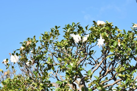 Flowers of Sasanquaの写真素材