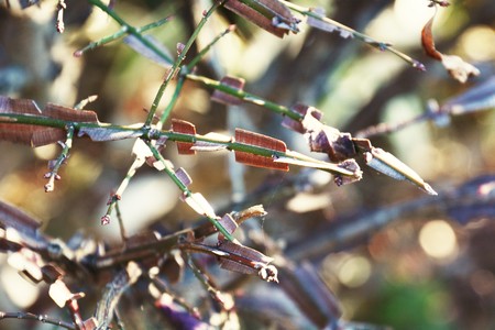 Winged stem of the Euonymus alatus and Winged spindle treeの写真素材