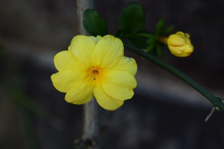 Winter jasmine flowersの写真素材