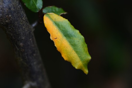 Elaeagnus pungens yellow leaves