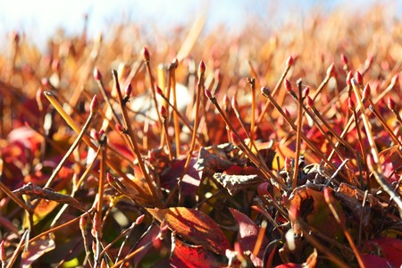 Enkianthus winter budsの写真素材