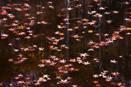 Maple leaves floating on the pond