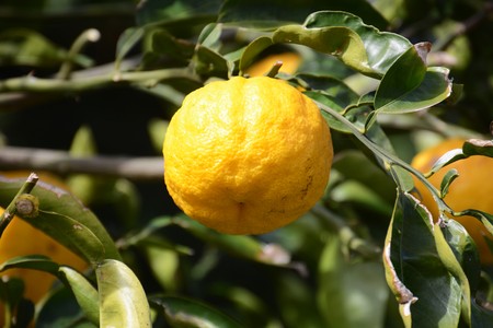 Yuzu orange fruitsの写真素材