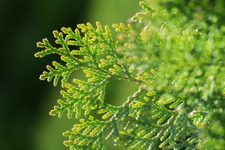 Japanese cypress (Hinoki leaf)の写真素材